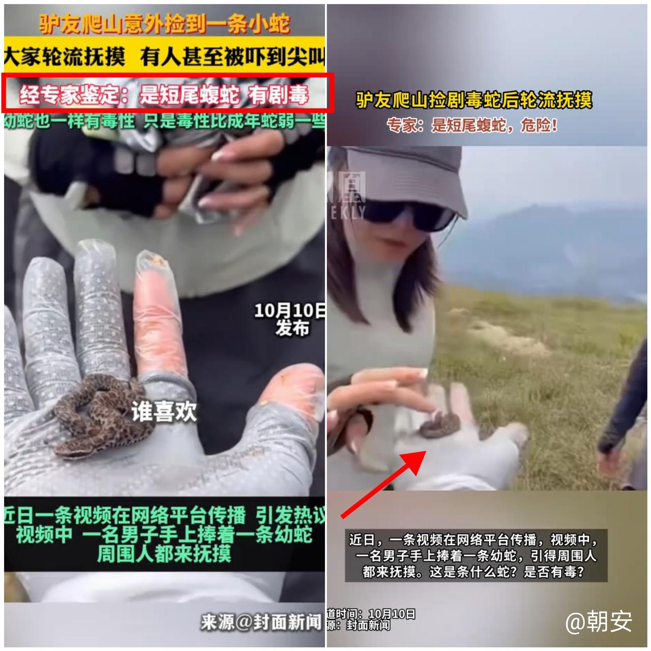 谁能想到！一群人在山上把“索命小祖宗”捧在手心玩？有人徒步时看到条蠕动的
