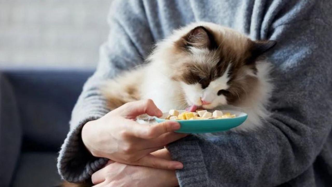 兼职新思路：上门喂猫两周赚7500+！上门喂猫最近，杭州的宠物托管师小黄火了—