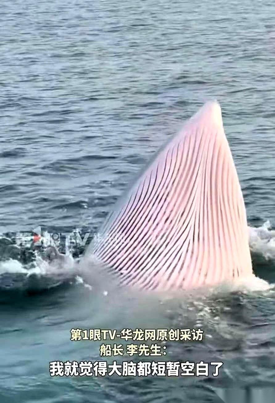 那张嘴一打开，我跟你讲，感觉半个北部湾的海水都能给它吸进去。密密麻麻的鱼虾，就