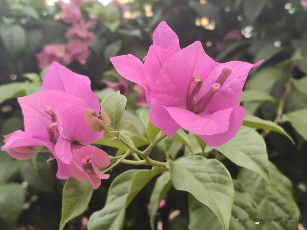 有一个奖罚分明，又负责任，还大方舍的班主任老师，孩子真的是幸运啊！小侄子已经三