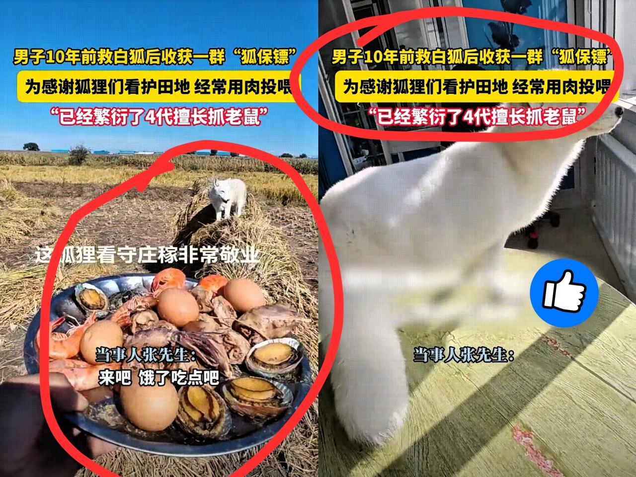 “好人有好报”2014年，黑龙江五常张先生，在山上救了两只受伤白狐，伤愈后的白
