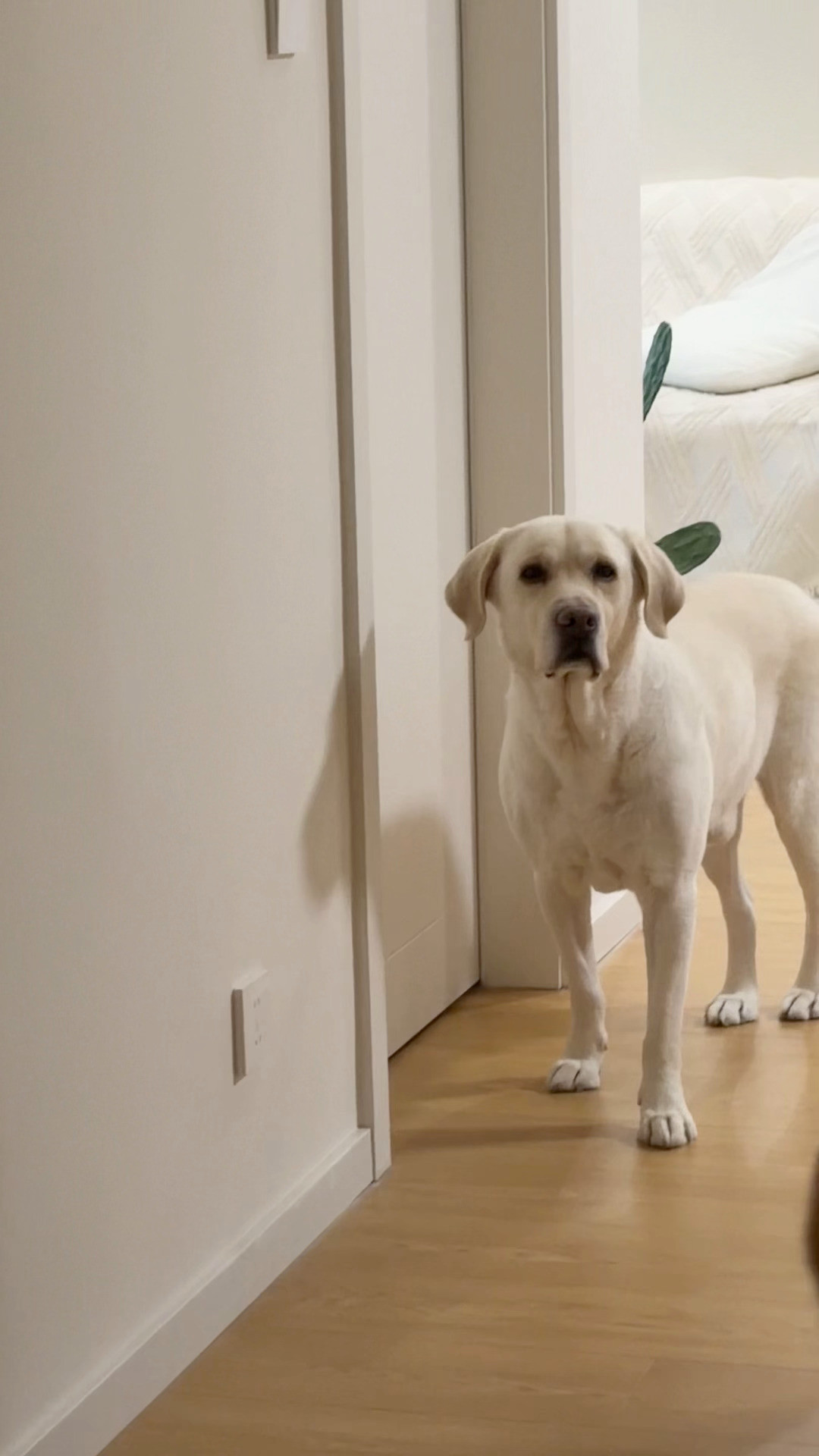 什么阿猫阿狗的