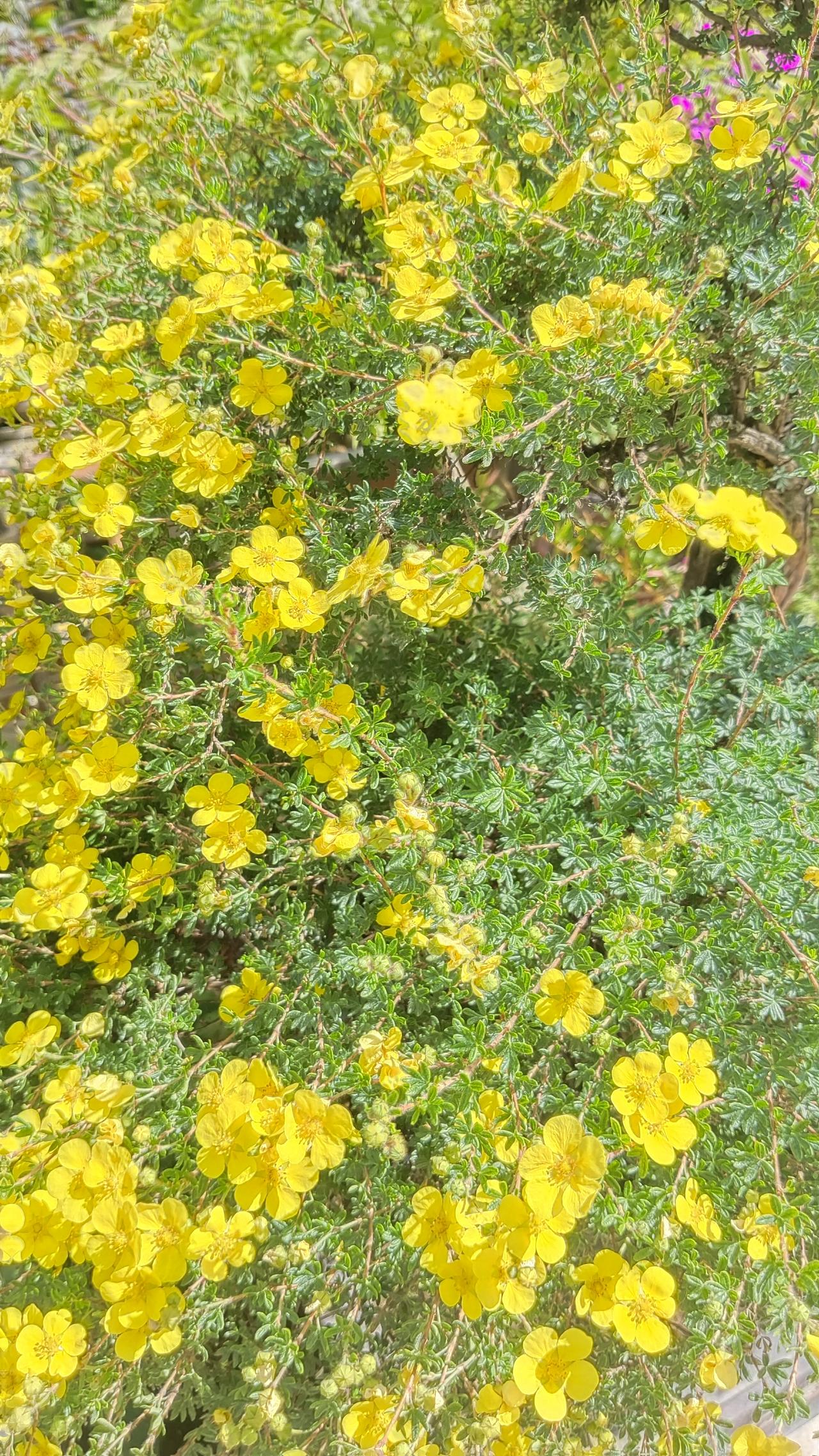 今日生活小确幸一盆碎花盆栽