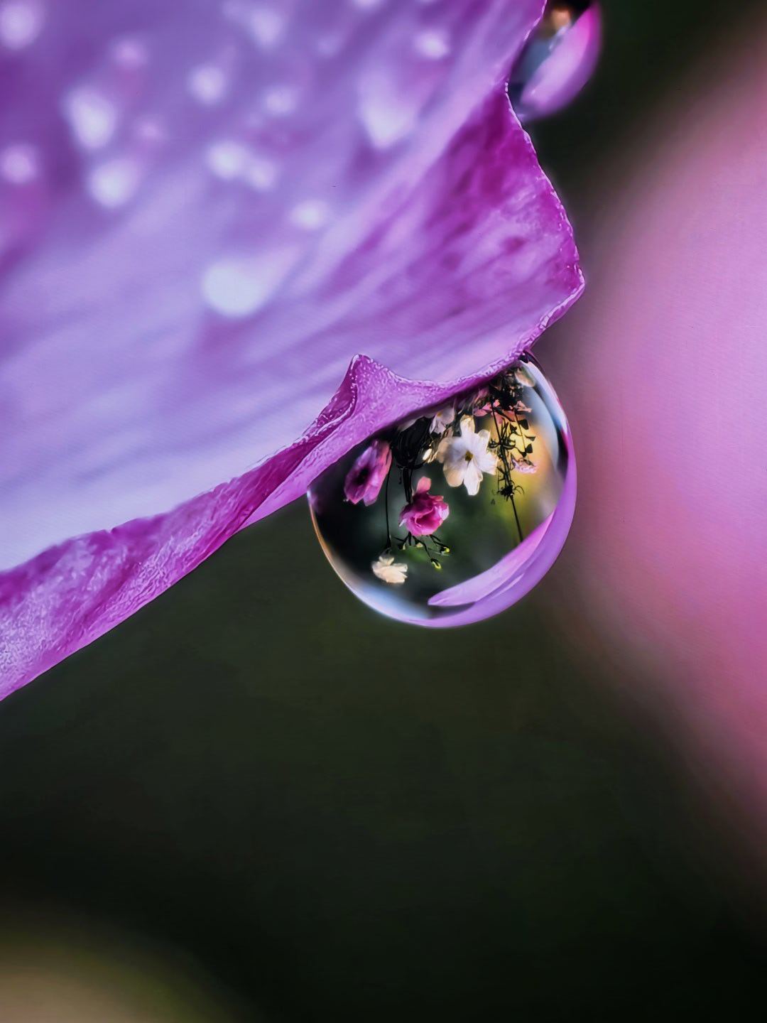 大阔折PuraXMax的影像配置，也是给到旗舰水准的。这个长焦微距效果，一如