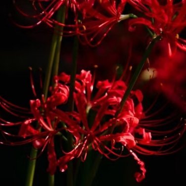 彼岸花的种植方法：彼岸花是球根花卉，喜半阴湿润的环境，耐寒性强，忌强光暴晒与积水