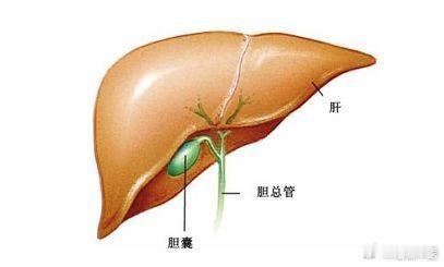 治肝十法；心为肝之子，实则泻其子，一法也；肾为肝之母，虚则补其母，二法也；肺为气