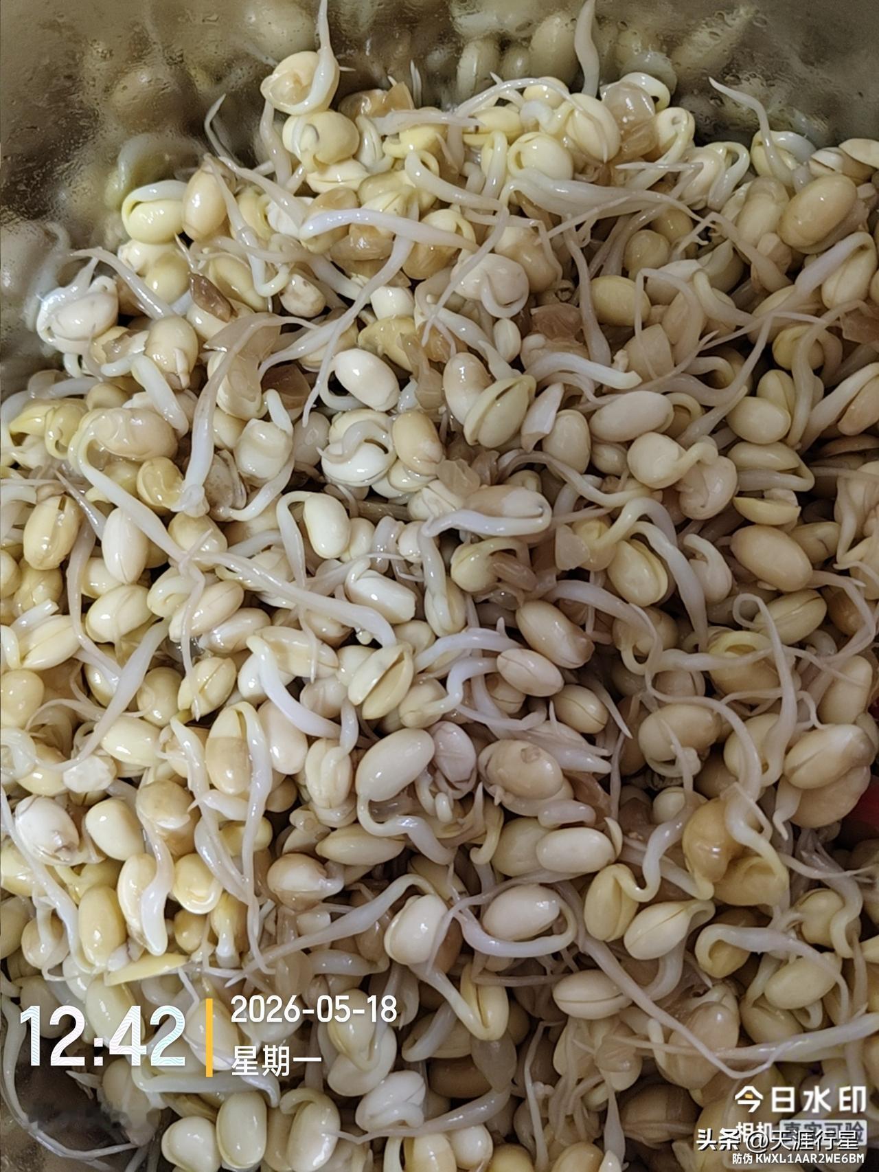 喜欢吃凉拌豆芽，但年后到现在，附近的超市都没有售卖。索性自己买了黄豆制作，发