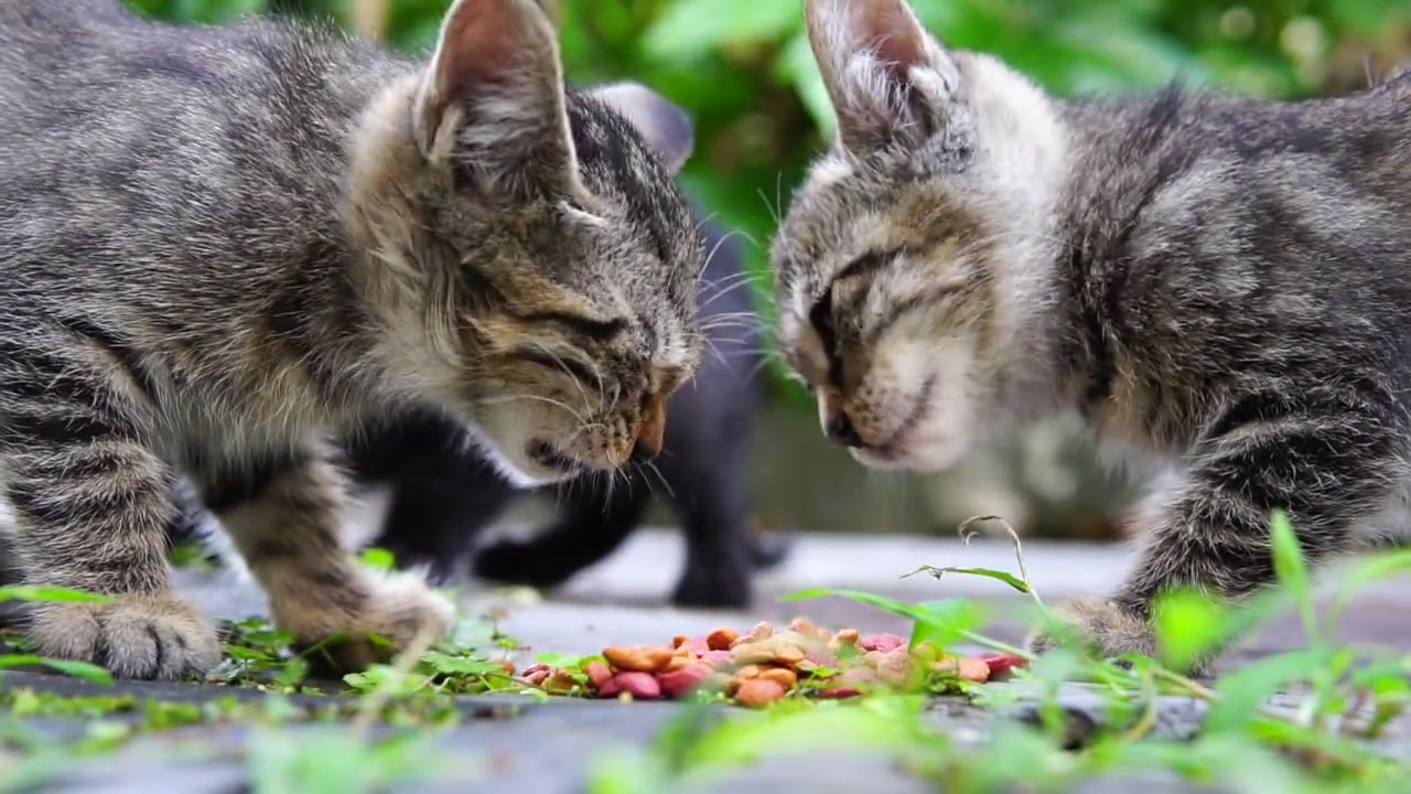 小花猫喵喵叫简谱_小花猫喵喵叫儿歌简谱