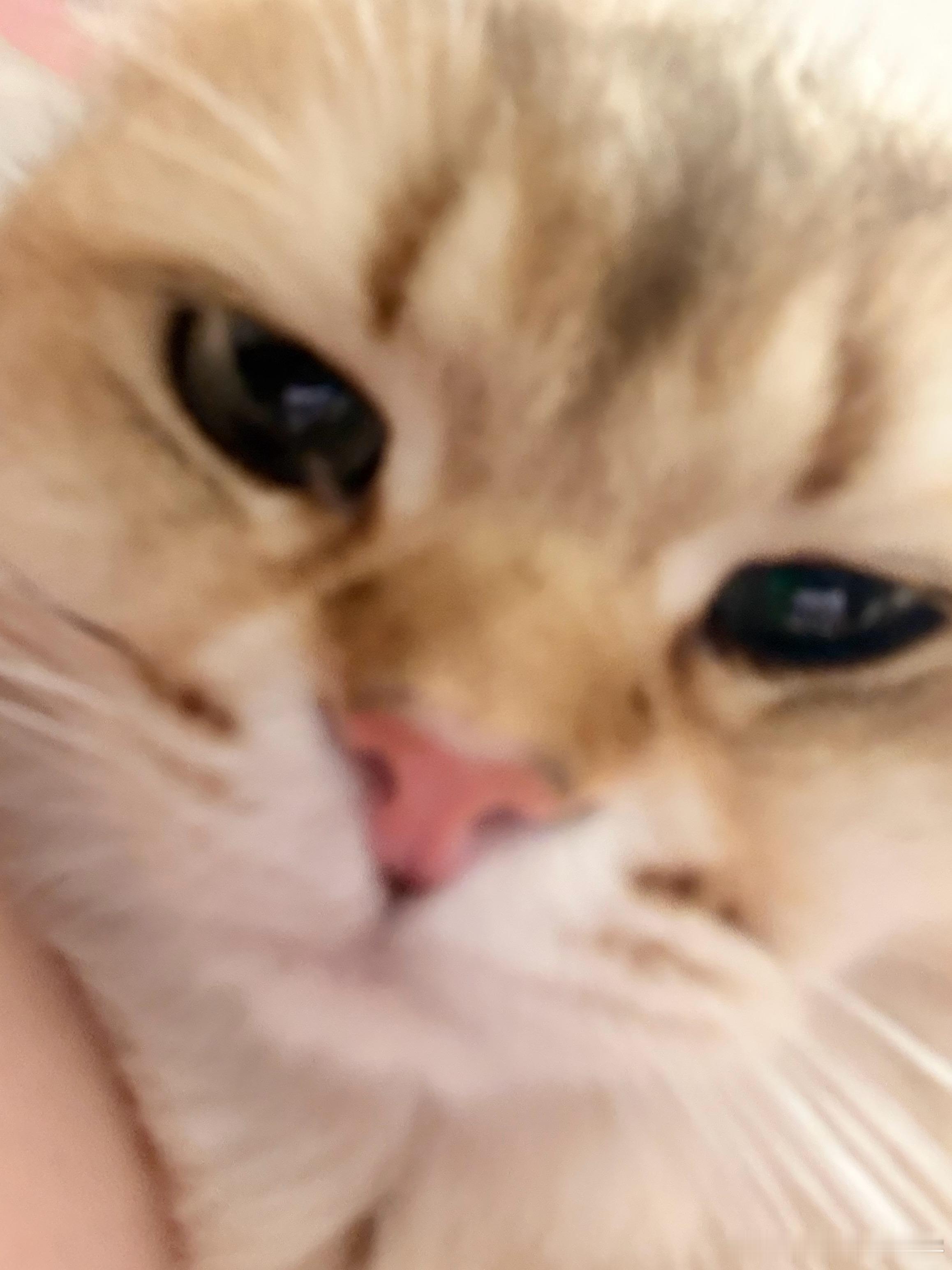 亲一口萌宠猫咪