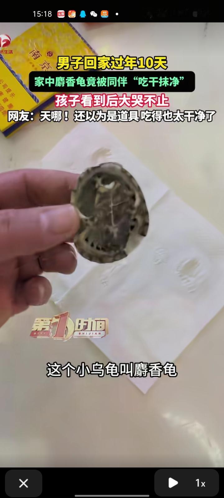 2月22日，吉林长春。网友发视频称，男子回家过年十天，家里的麝香龟被同伴“吃干抹