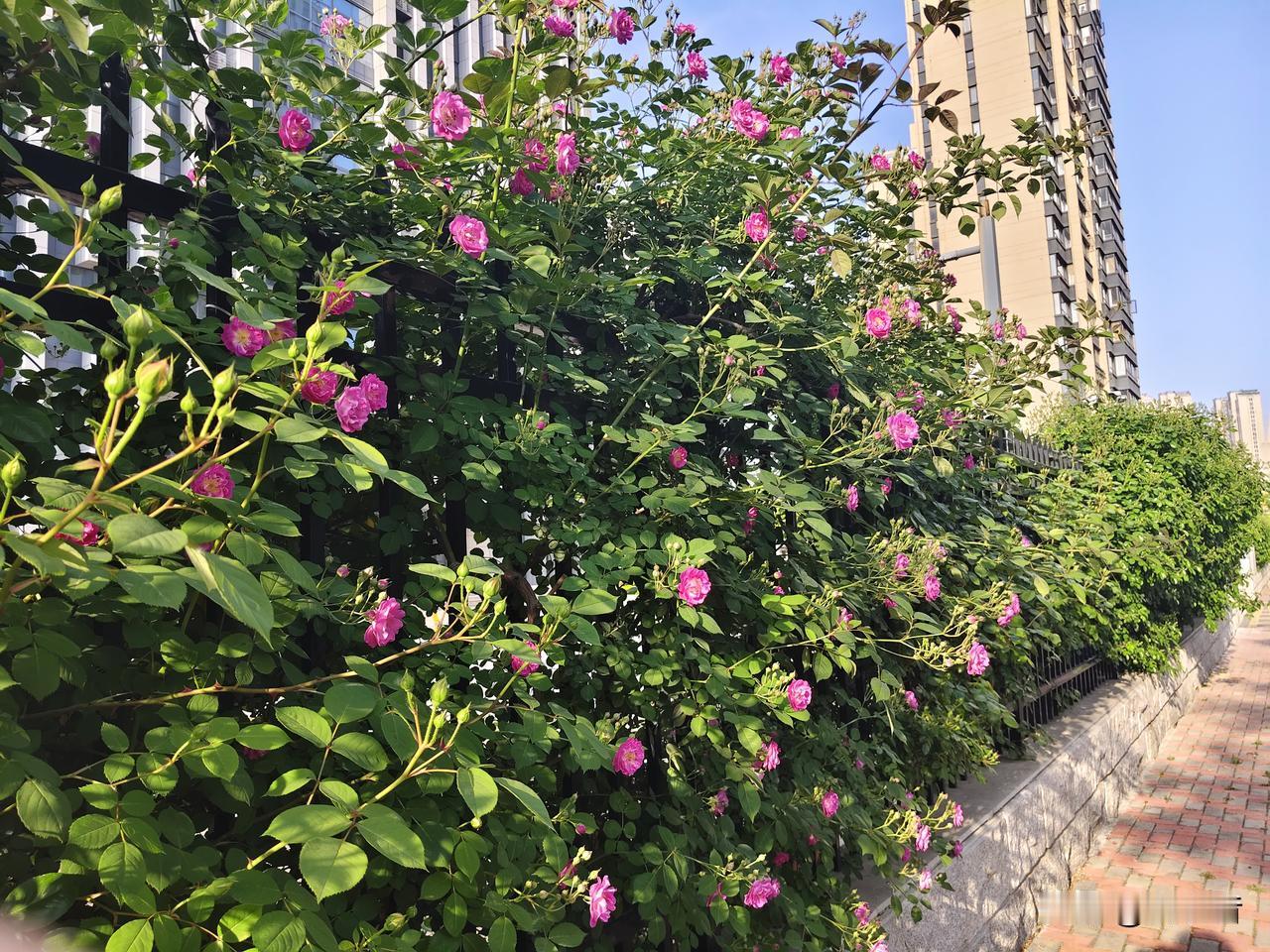 我儿子今天又考了面试，考试一结束又给我打电话报喜了。[呲牙笑]对于这次考试儿子