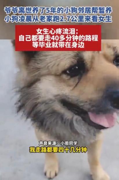“被一条狗感动哭了！”近日，一名女大学生晚上睡觉时，听到门口一直有狗叫声，女生将