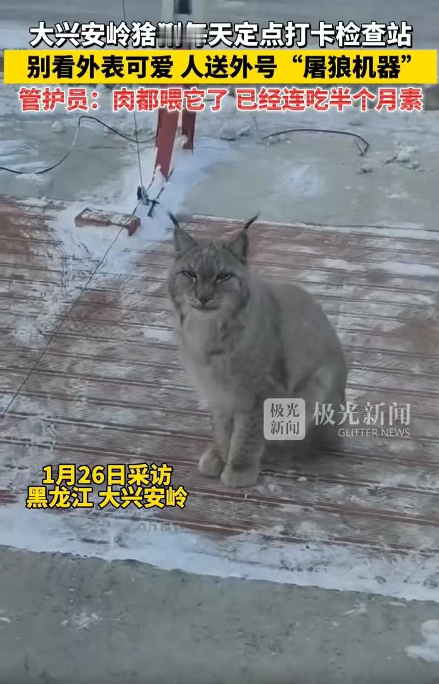 笑不活了！黑龙江大兴安岭，一只猞猁经过检查站时，工作人员看它可怜，就投喂了一块生
