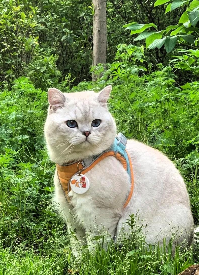 我家的猫跑出去就再也没回来，一年后我在公园看见有个人，牵着一只银渐层特别像它，我