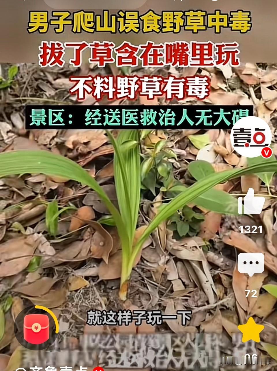 东莞，一男子在公园徒步登山，中途休息觉得无聊，随手拔了一株路边野草放在嘴里把玩。