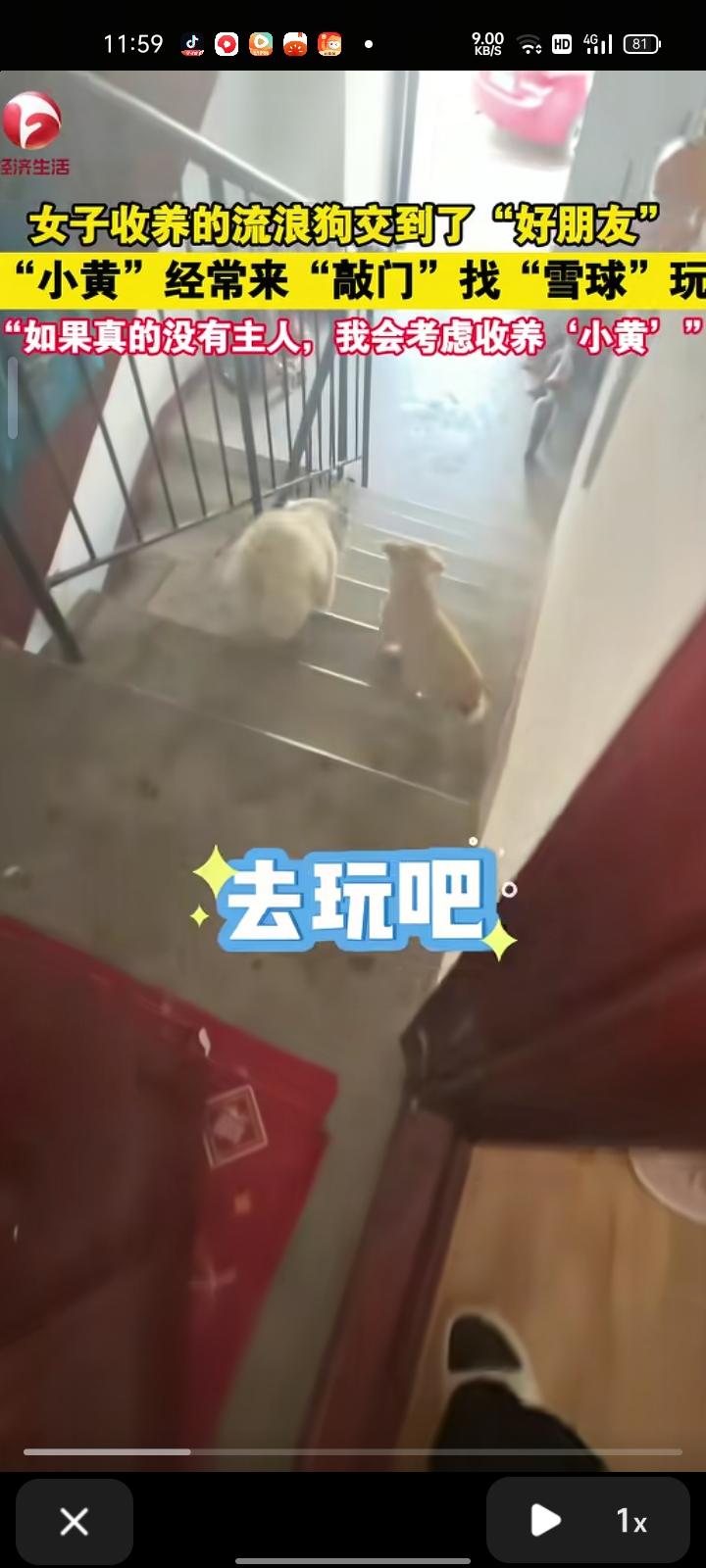 9月8日，河北张家口。女子收养的流浪狗交到了“好朋友”，“小黄”经常来敲门找“雪