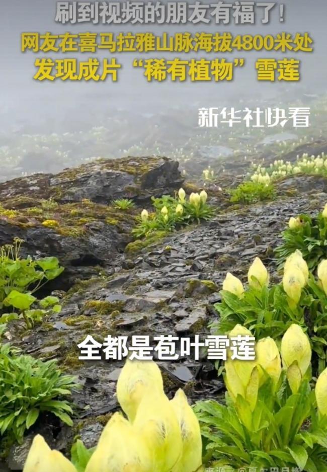 这下好了，不止西藏人知道，全国人民都知道了！男子在攀登喜马拉雅山时，在4800