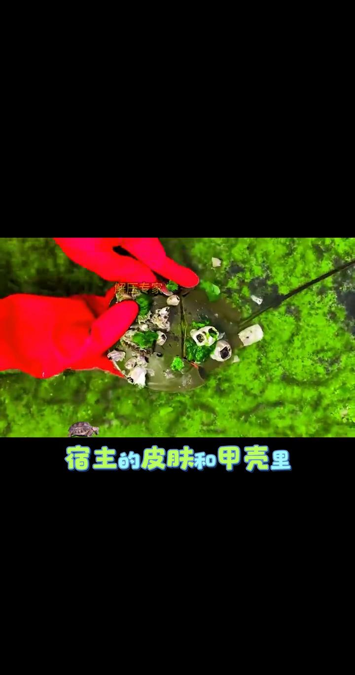 很多人认不出它，这时候比恐龙还早出现的海洋活化石，体内流淌着独一无二的蓝色血液，