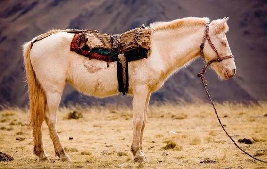 有一个奇怪的现象，马为什么要站着睡觉？一直这样，身体不会累垮吗？有人说，马躺着睡