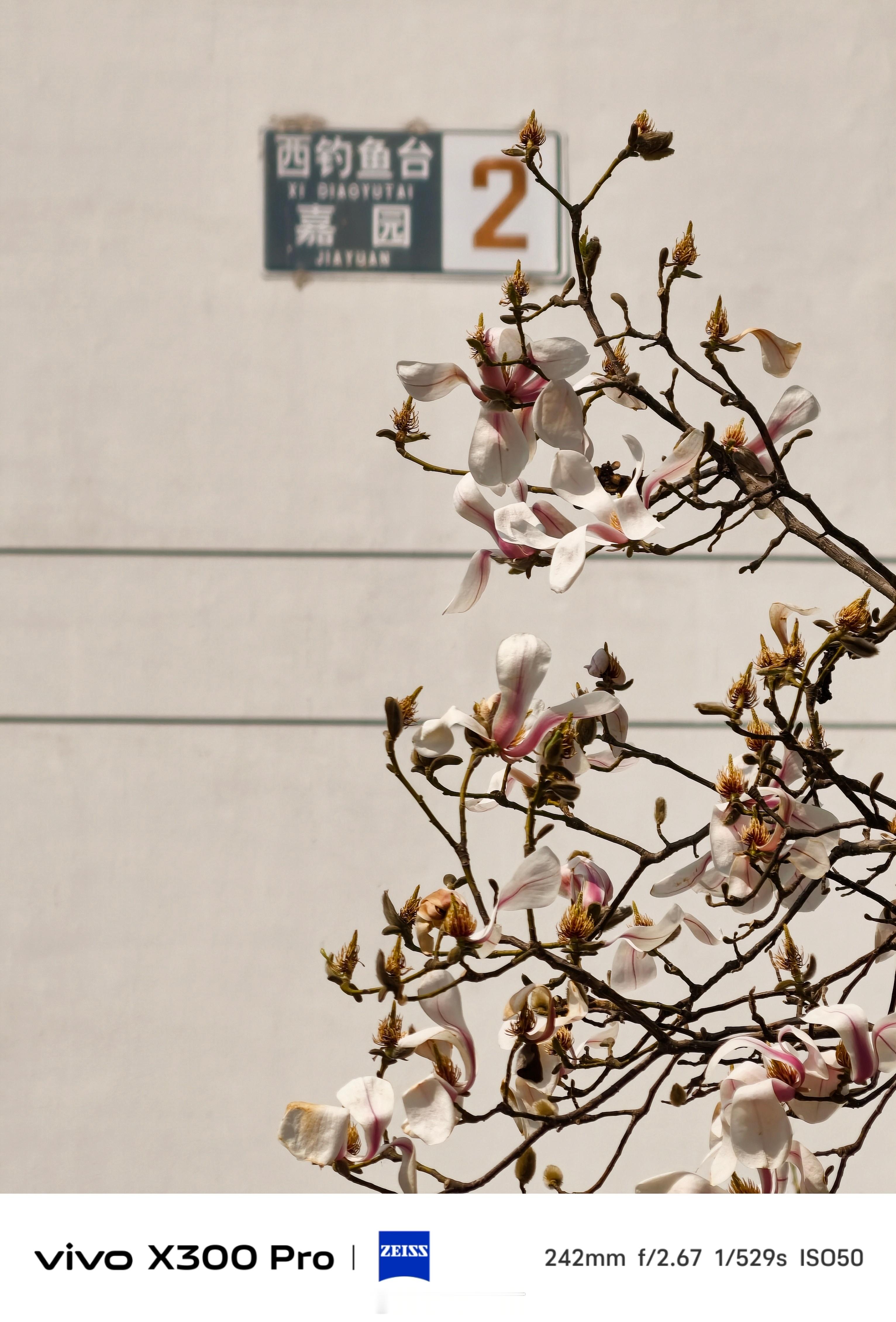 《身边的景色也很美》春暖花开的季节，利用午休时间来到一墙之隔的西钓鱼台嘉园遛弯，