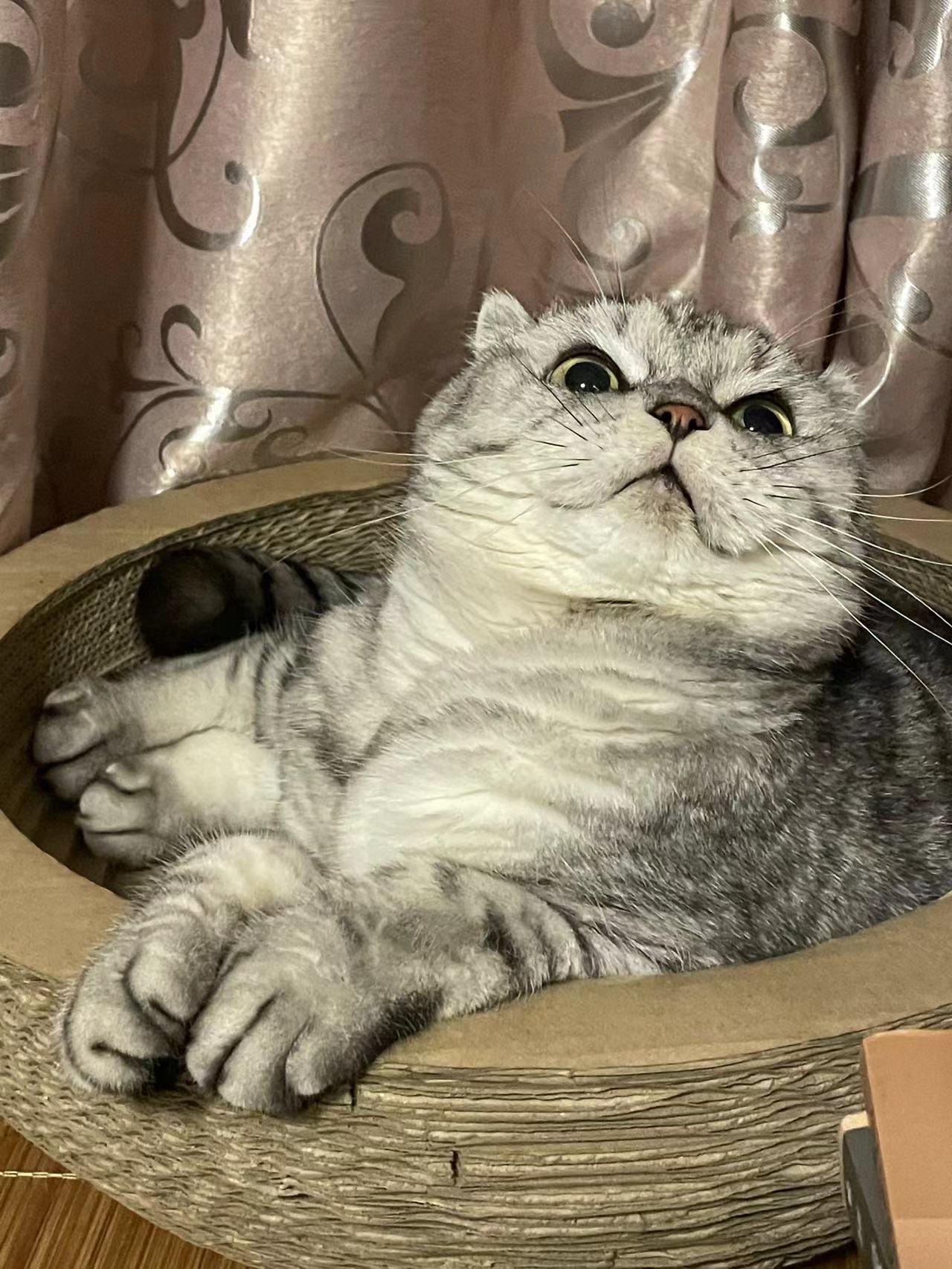 以一张照片记录你家猫咪的可爱