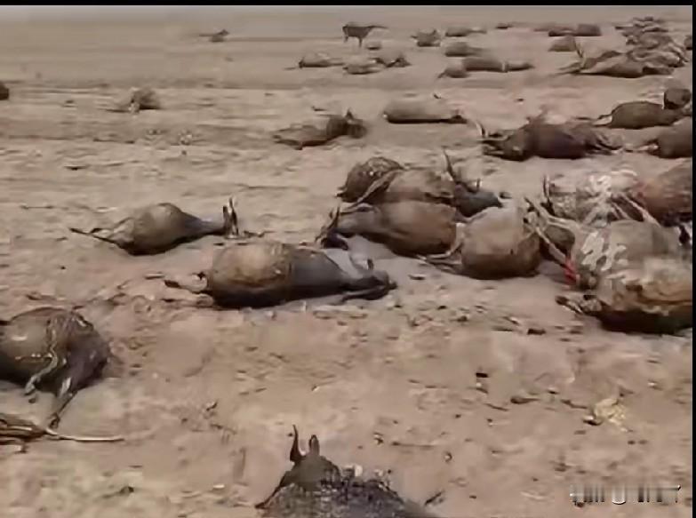 荒郊野地到处都是被烧焦羊的尸体，看着真揪心啊！1月9日下午，山西大同广灵县加