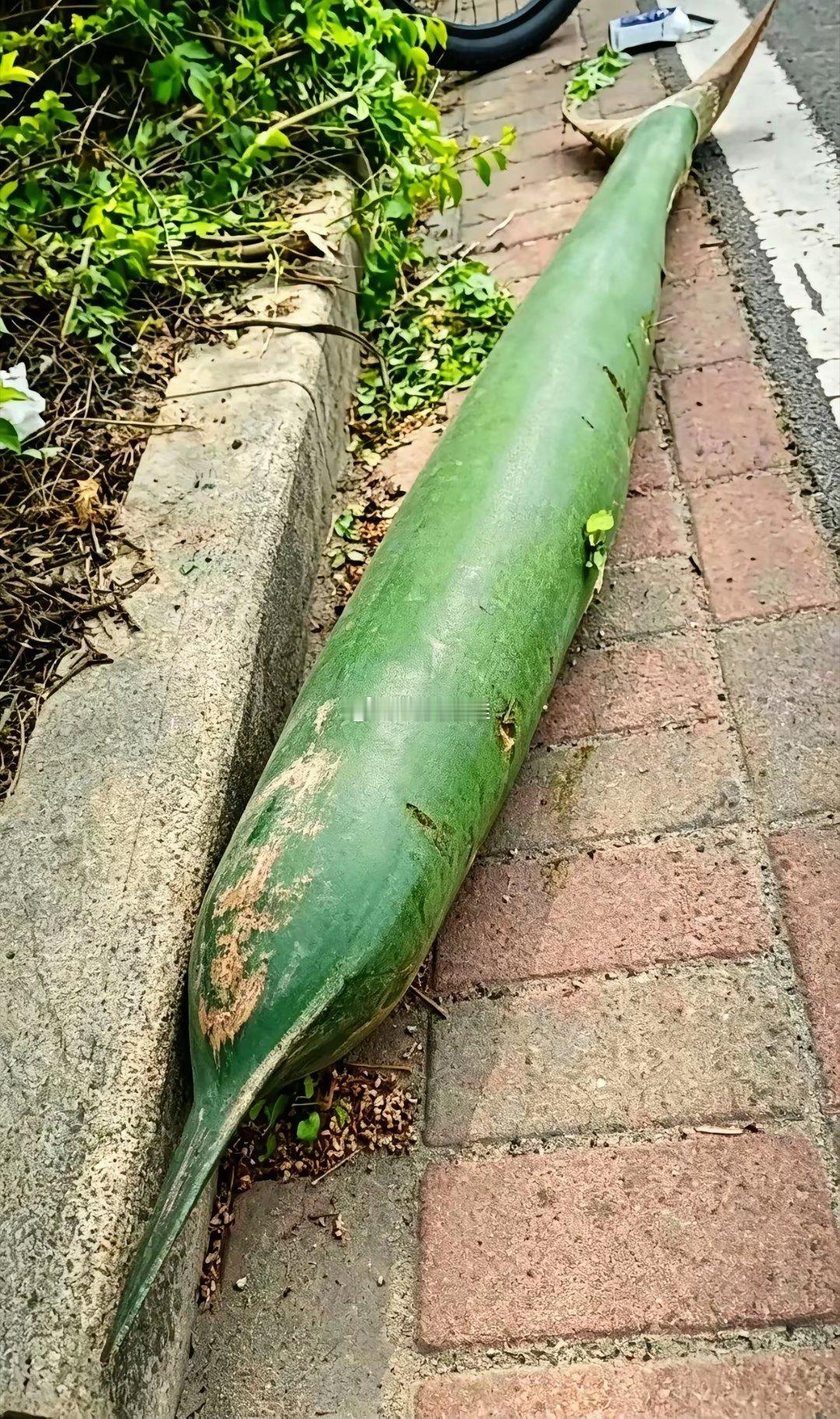 落叶危险
