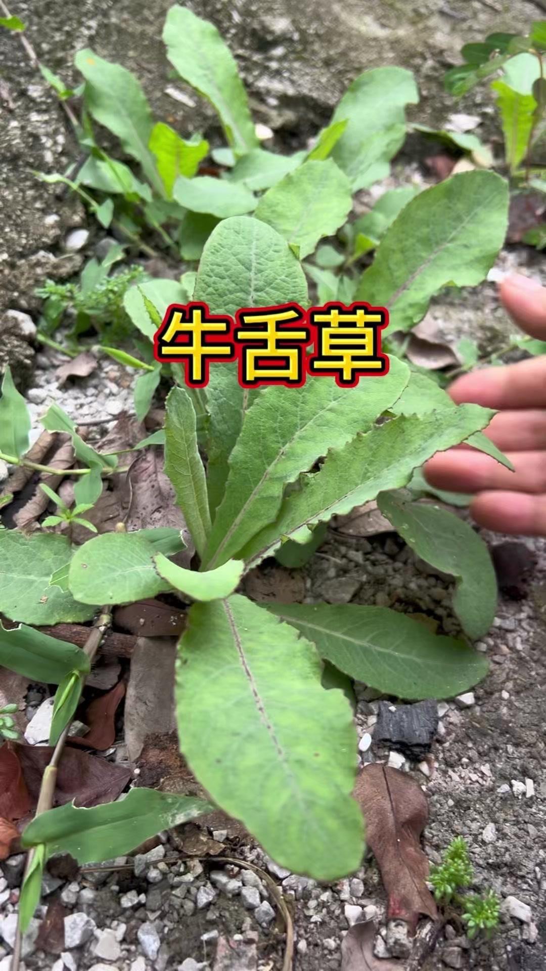 牛舌草你认识吗？🌿农村常见却被忽略的植物，这就是牛舌草。它是药食同源的植物，饥