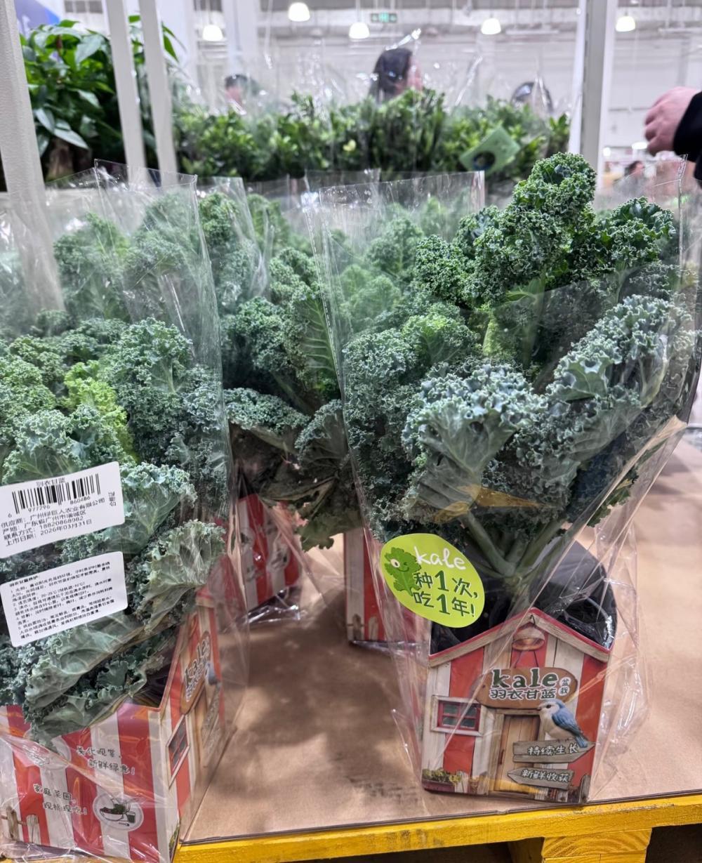 种1次吃1年? 山姆29.9元羽衣甘蓝盆栽被抢空, 多地门店无货, 客服回应