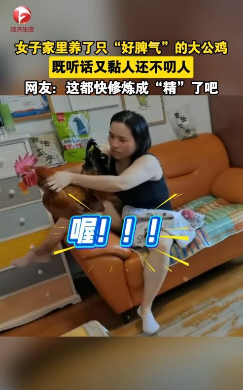 “成精了！”上海，过年时，老家的人给女子送来只大公鸡，原本是准备杀了吃的，但是孩