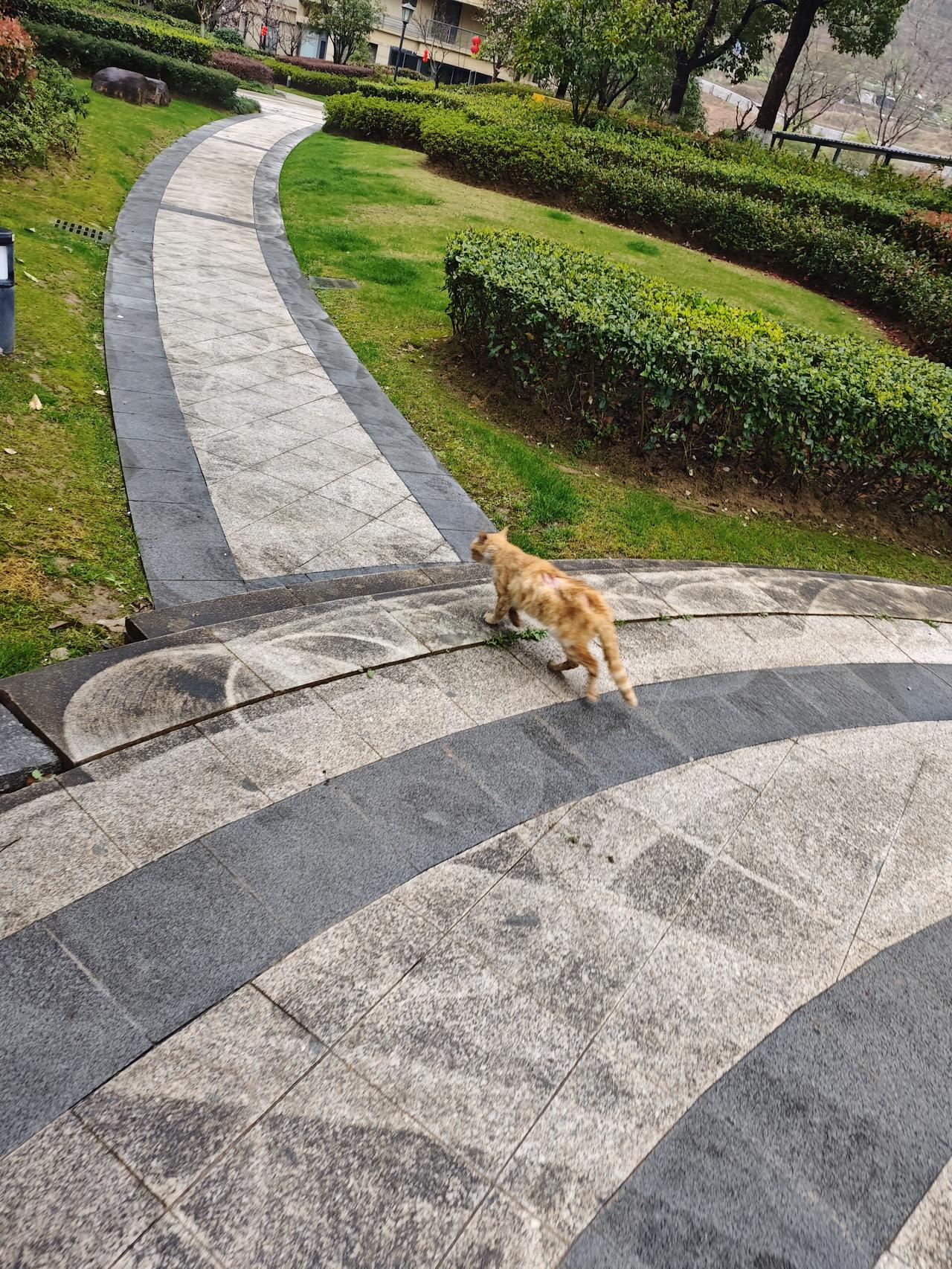天那！作孽啊！这只流浪猫应该是得了皮肤病，全身毛发一片一片的脱落，应该是痒了被自