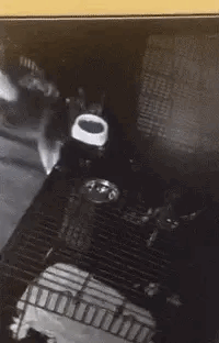 哈士奇“逼疯”了宠物寄养店的老板…[捂脸哭]这狗子深夜开锁越狱，把宠物店的门框