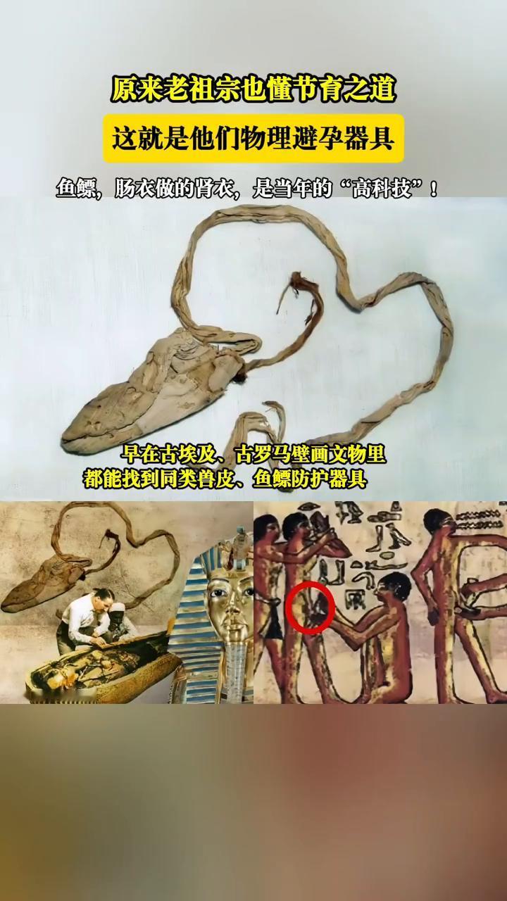 原来老祖宗也懂节有之道，这就是他们物理避孕器具。鱼鲸，肠衣做的肾衣，是当年的"