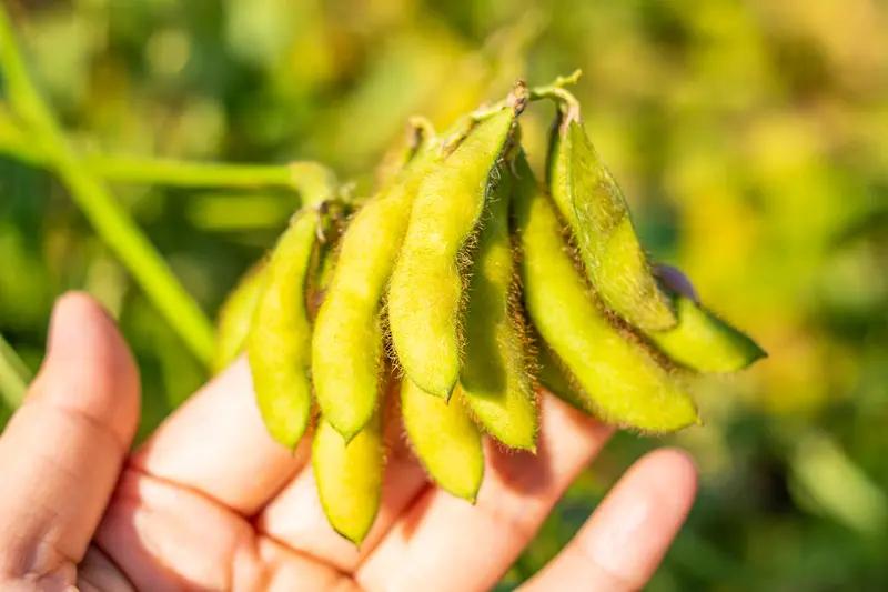 中国不大规模种植大豆有诸多原因。土地资源上，中国耕地有限，要优先保障水稻、小麦、
