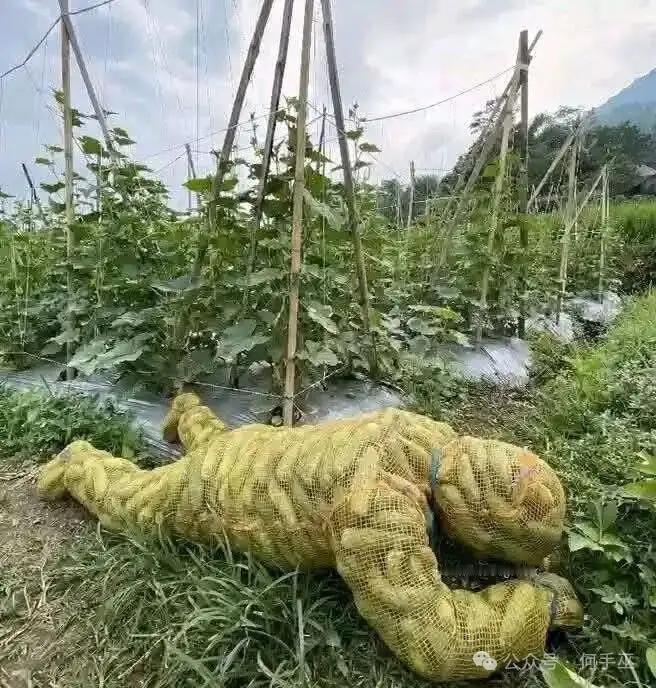 随机吓死一个半夜偷菜的小偷？？