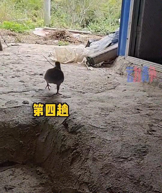 万万没有想到，广东一网友发视频分享，自己狗子下狗崽后，这家中养的一只鸽子，竟忙前