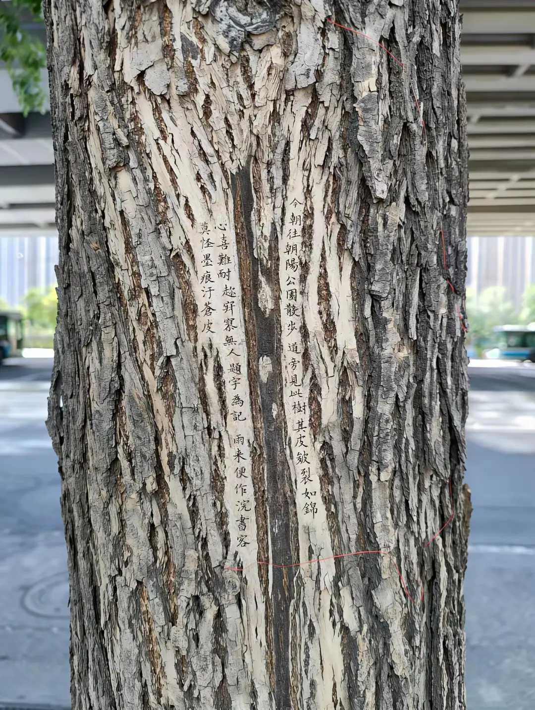 公园管理员说有人投诉了