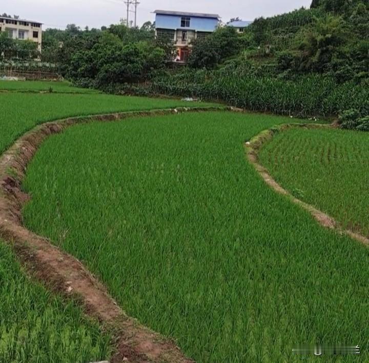 儿媳妇在网上骂婆婆骂了半年，婆婆忍无可忍终于发视频澄清了，短短几个视频涨粉十万。