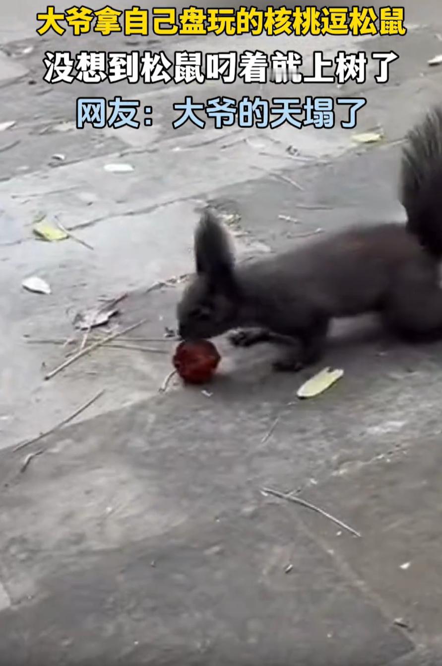 这下傻眼了吧！北京，一大爷在公园一边晒太阳一边盘核桃，期间看到有个小松鼠，大爷就