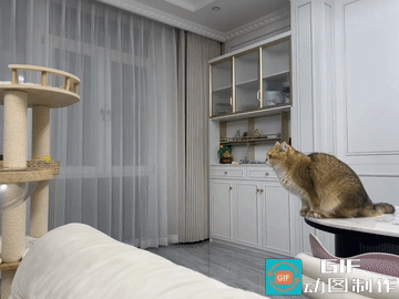 难道这就是所谓的三脚猫功夫？我是猜中了开头没猜中结尾啊！猫咪跃跃欲试想要跳上去，