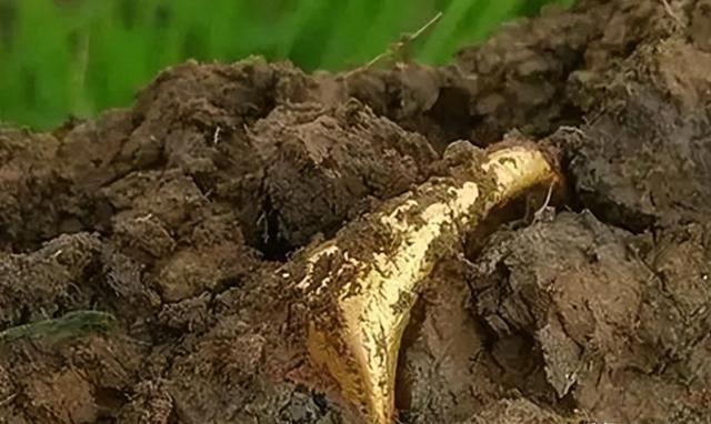 1984年，四川绵阳一农民正在挖地基，突然，他发现挖出的黑泥里，有东西闪着光，扒