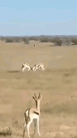 可怕的内斗白白地葬送了一条性命。