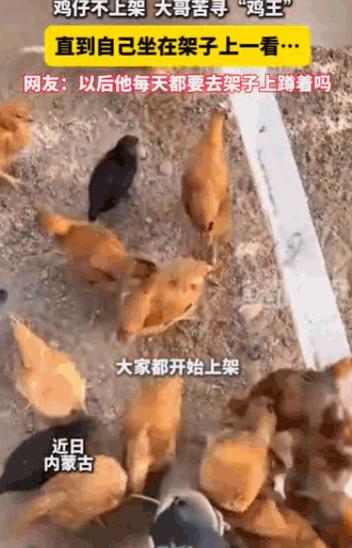 “鸡中霸王！”内蒙古，一位大哥养的一群鸡，到了天黑怎么都不肯上架休息，大哥琢磨半