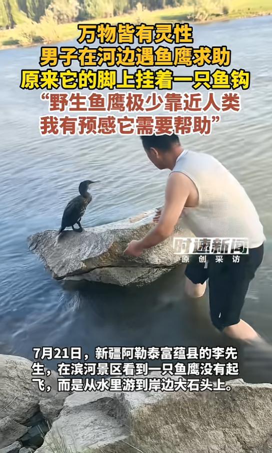 “太有灵性了！”7月21日报道，新疆阿勒泰，一男子在河边看到一只鱼鹰，它从水里