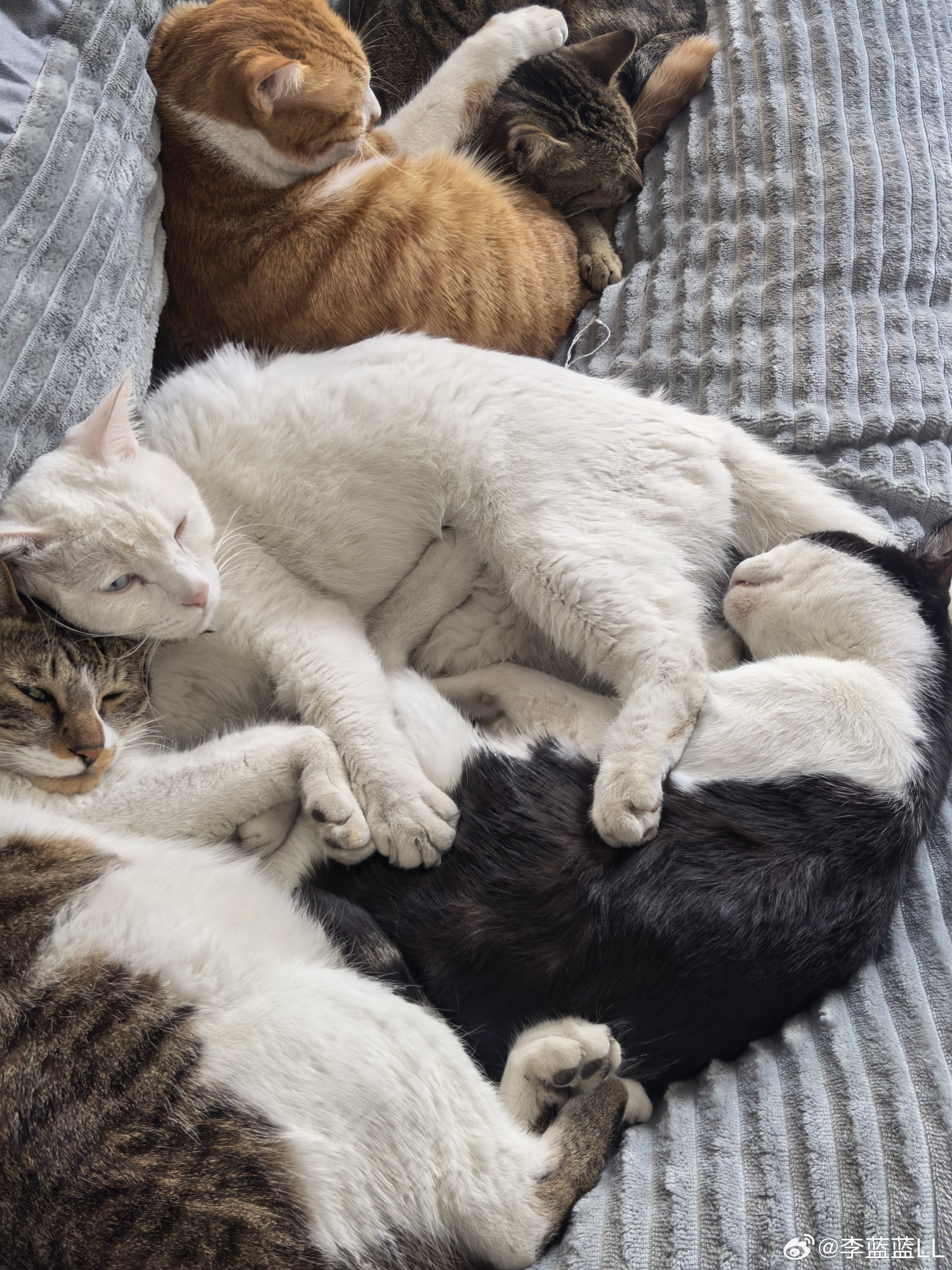 你们可真舒服啊！！这样的姿势怎么不落枕？