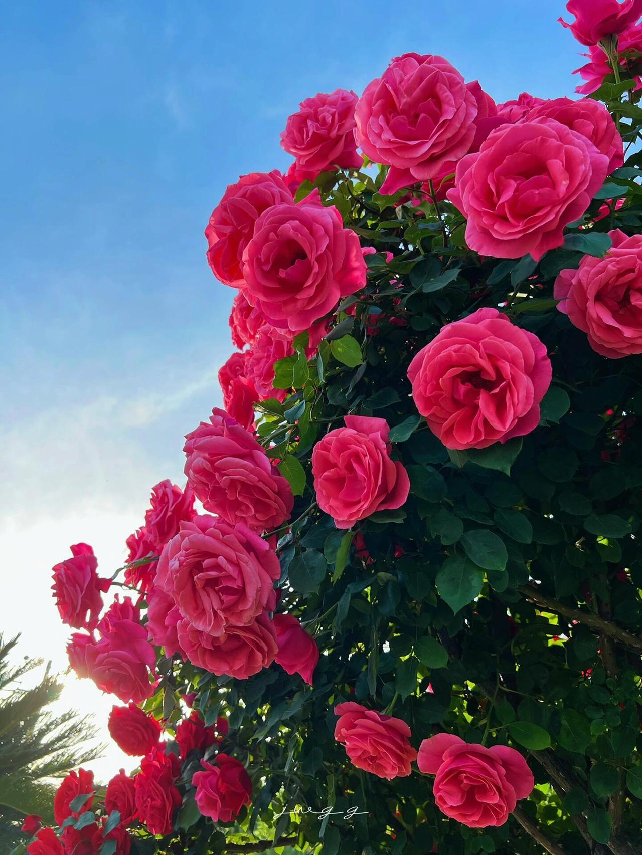 如果说丛生的月季是热闹的锦簇，那树月季便是挺立的诗行。你看那一株株树月季，修