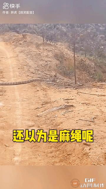 大叔在林场工作，每周回一次家。周末回家途中，突然前方有一条大蛇正在横穿马路，大叔