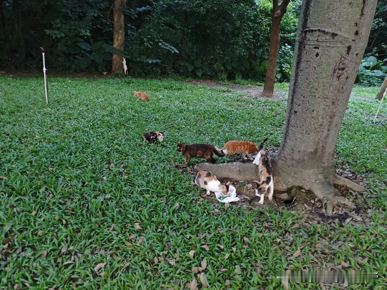 在顺德的顺峰山公园里，也是流浪猫的天堂。虽然公园里有着很多流浪猫，但经常可见爱猫