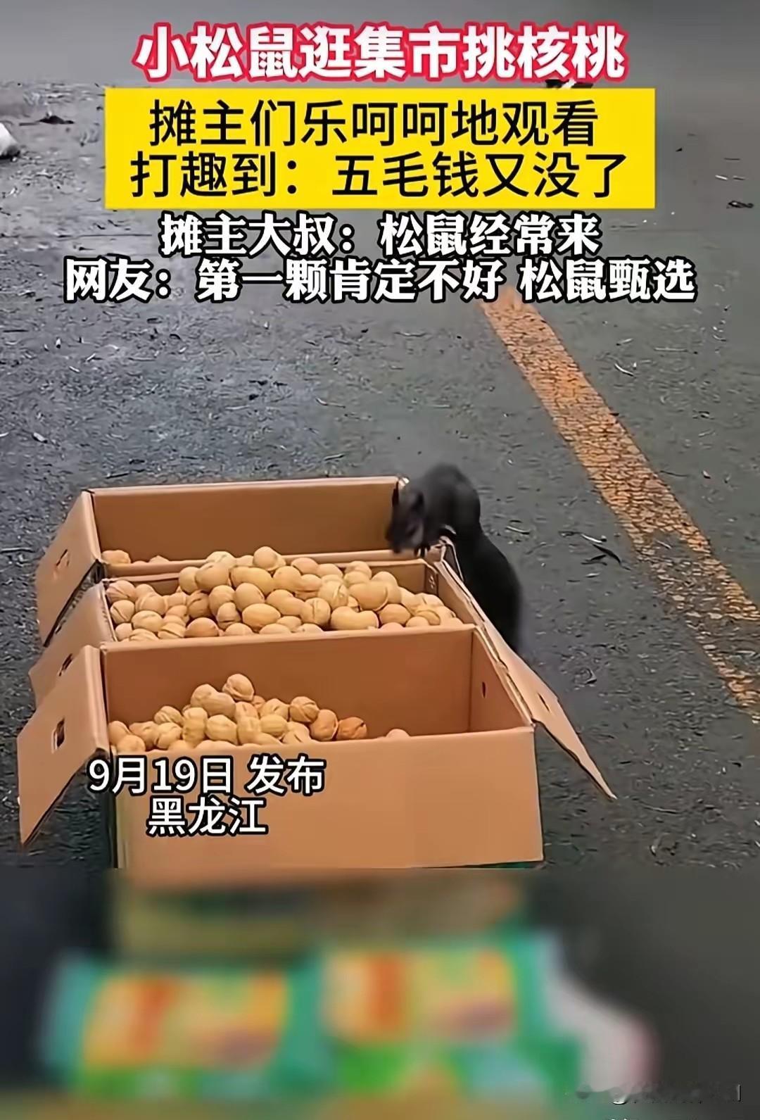 笑不活了！黑龙江集市，一只小松鼠跑到核桃摊前大摇大摆挑核桃，拿起一颗闻闻随后就放