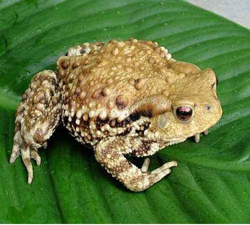 蟾蜍（动物们200）蟾蜍,别名蛤蟆、癞蛤蟆、癞剌刺、癞猴子、癞疙宝， 是无尾